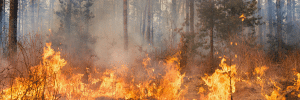 feu de forêt piste criminel