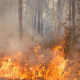feu de forêt piste criminel