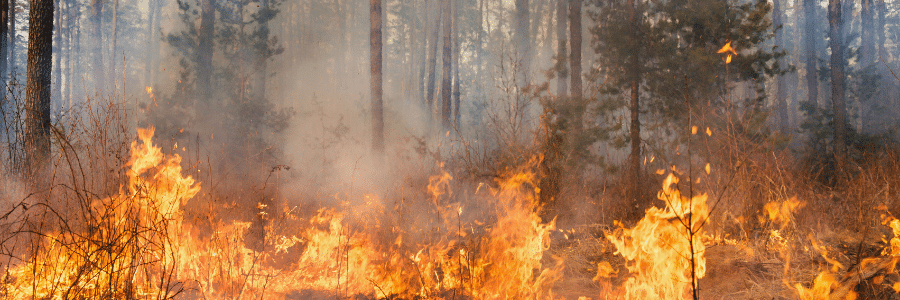 feu de forêt piste criminel